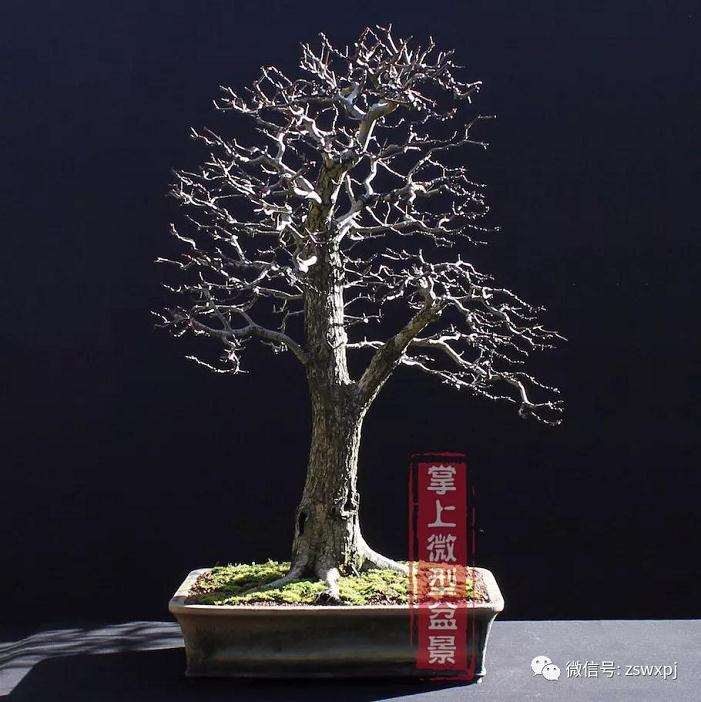 山采山楂盆景桩怎么制作的方法