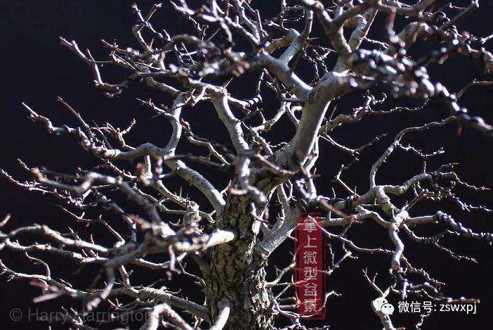 山采山楂盆景桩怎么制作的方法