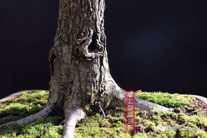 山采山楂盆景桩怎么制作的方法