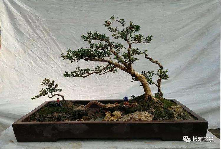 带您走进梁金龙的盆景文化示范园