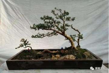 带您走进梁金龙的盆景文化示范园