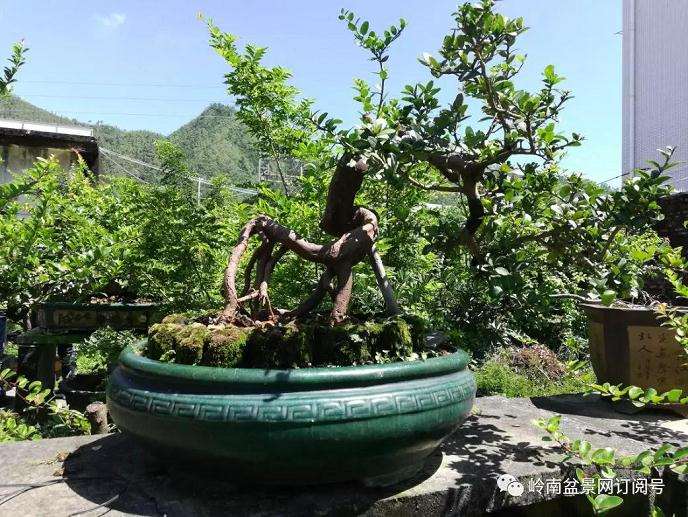 记海丰县花卉盆景协会第三届会员大会