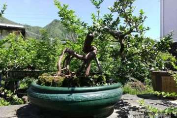 记海丰县花卉盆景协会第三届会员大会