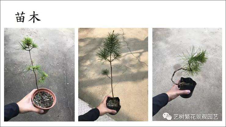 图解 五叶松盆景怎么上盆管理的方法
