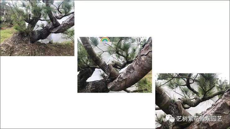 图解 五叶松盆景怎么上盆管理的方法