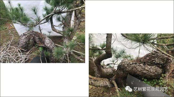 图解 五叶松盆景怎么上盆管理的方法