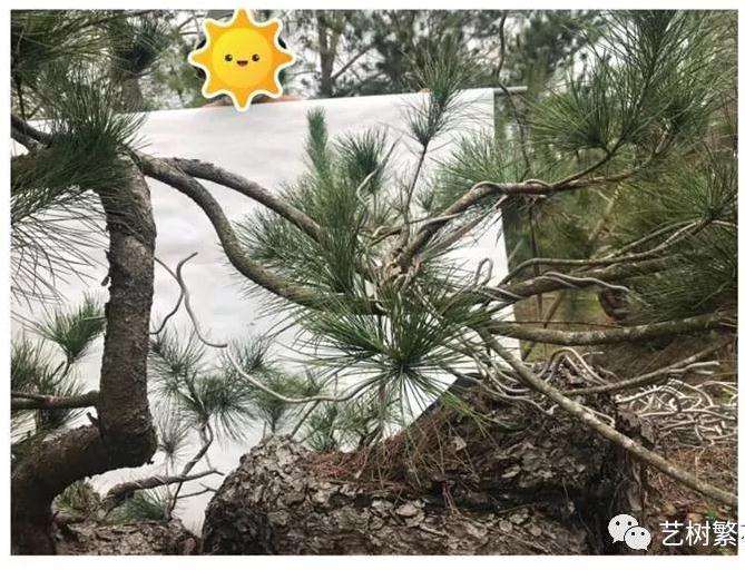 图解 五叶松盆景怎么上盆管理的方法