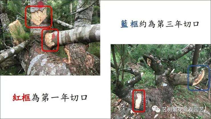 图解 五叶松盆景怎么上盆管理的方法