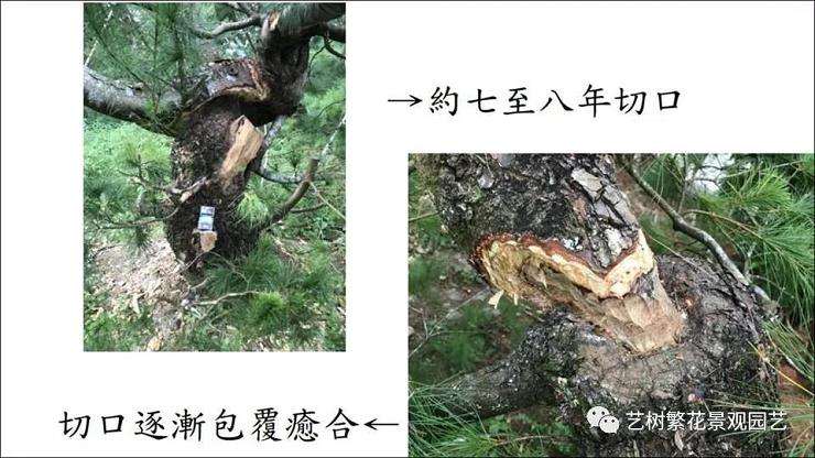 图解 五叶松盆景怎么上盆管理的方法