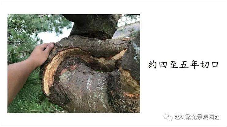 图解 五叶松盆景怎么上盆管理的方法