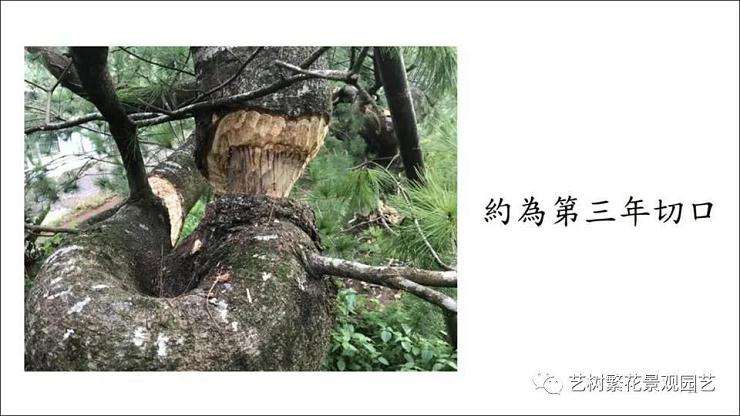 图解 五叶松盆景怎么上盆管理的方法