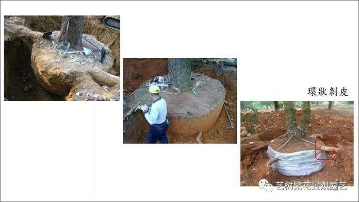 图解 五叶松盆景怎么上盆管理的方法