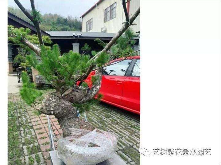 图解 五叶松盆景怎么上盆管理的方法