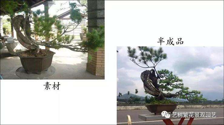 图解 五叶松盆景怎么上盆管理的方法