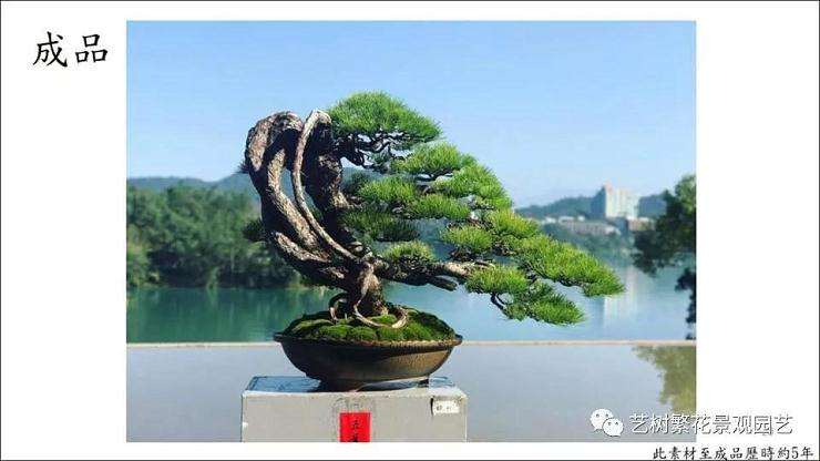 图解 五叶松盆景怎么上盆管理的方法