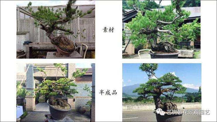 图解 五叶松盆景怎么上盆管理的方法