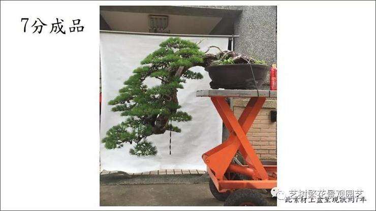 图解 五叶松盆景怎么上盆管理的方法