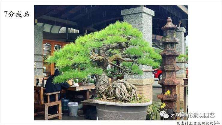 图解 五叶松盆景怎么上盆管理的方法