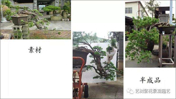 图解 五叶松盆景怎么上盆管理的方法