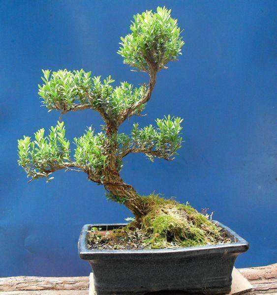 黄杨盆景树扦插后怎么养护的方法