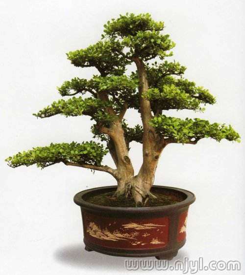 瓜子黄杨盆景怎么放置与光照最好