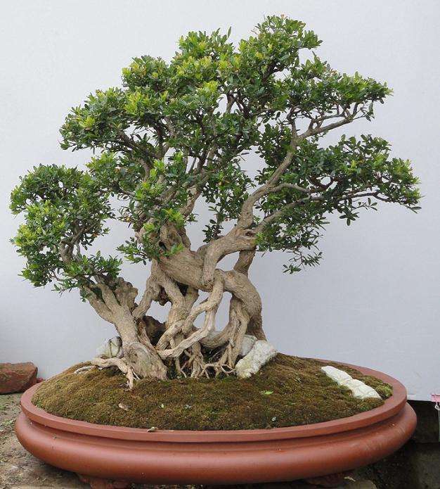 黄杨盆景怎么翻盆修剪的方法