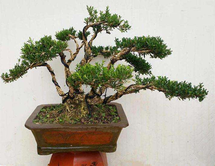 黄杨盆景什么季节修剪对生长最好