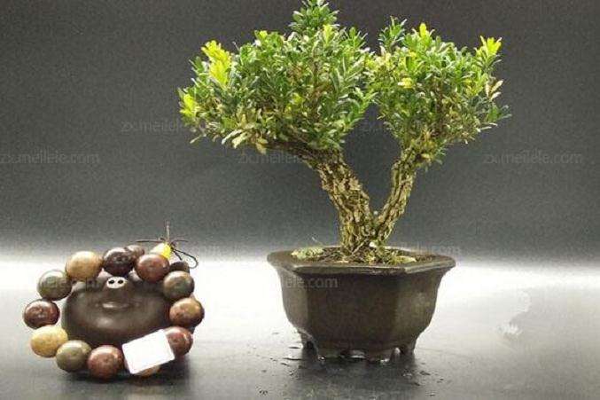 黄杨盆景上盆后怎么浇水的方法