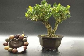 黄杨盆景上盆后怎么浇水的方法