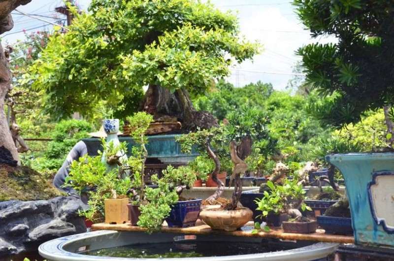 一位盆景学徒的盆梦