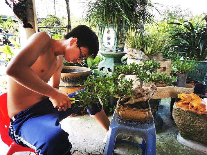 一位盆景学徒的盆梦