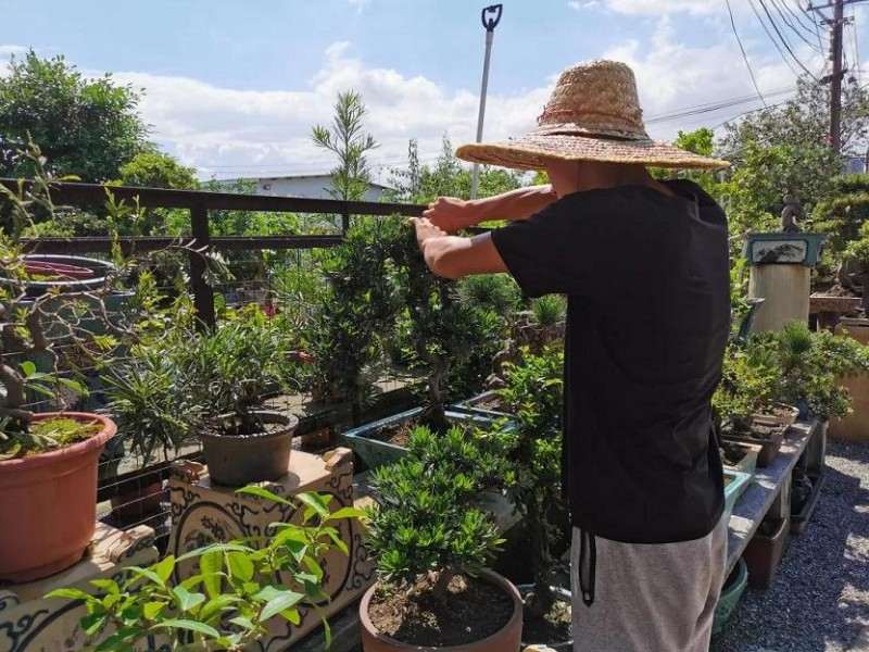 一位盆景学徒的盆梦