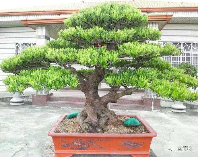 罗汉松盆景在夏季怎么修剪萌芽的方法