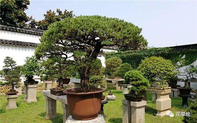 盆景的摆放位置有什么讲究