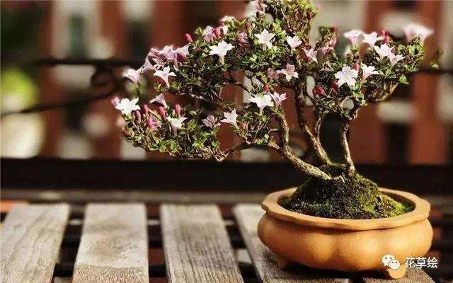 盆景的摆放位置有什么讲究