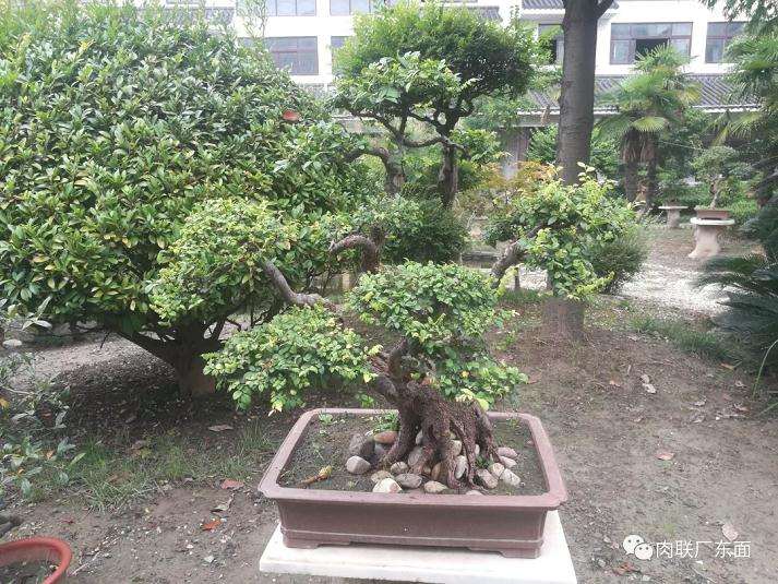 来如皋绿园看盆景花赏