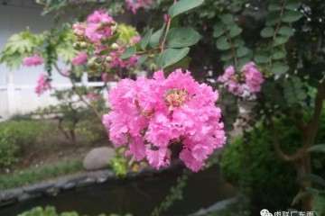 清晨 来如皋绿园看盆景花赏