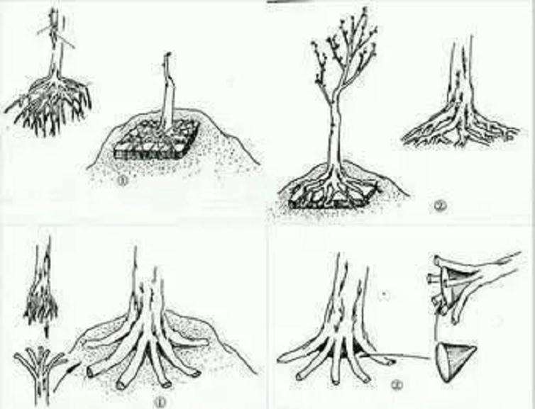 树桩盆景怎么提根造型的方法