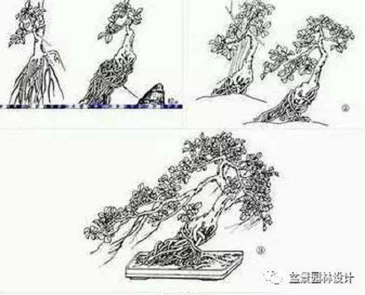 树桩盆景怎么提根造型的方法