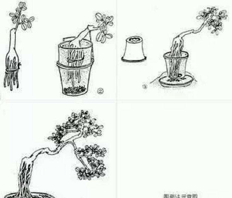树桩盆景怎么提根造型的方法