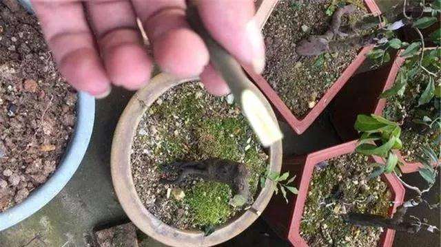 盆景枝条怎么修剪蓄枝的方法