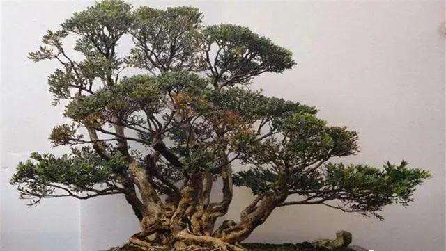 盆景枝条怎么修剪蓄枝的方法