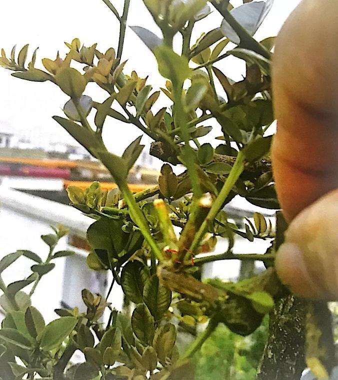 制作岭南盆景的17个造型步骤