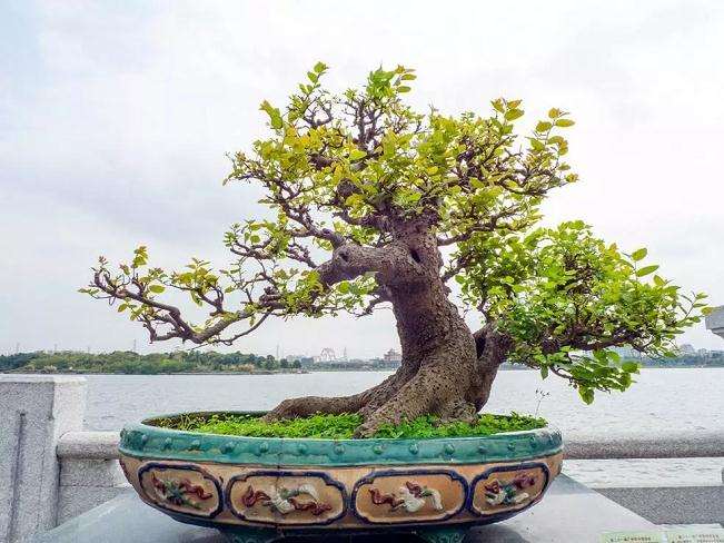 制作岭南盆景的17个造型步骤