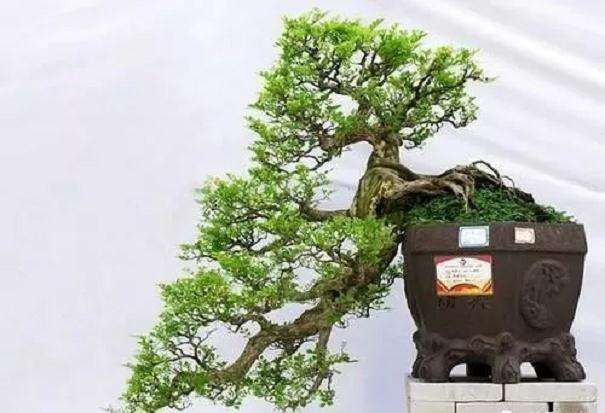 盆景怎么抹芽 摘心 摘叶及嫁接的方法