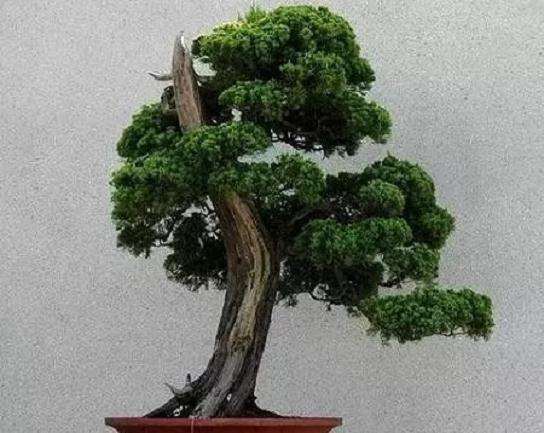 盆景怎么抹芽 摘心 摘叶及嫁接的方法