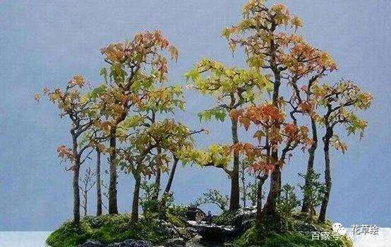 盆景怎么摘叶缩叶 控制生长的方法