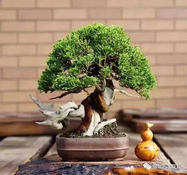 树桩盆景怎么配盆