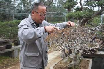 记浙派盆景创始人潘仲连大师