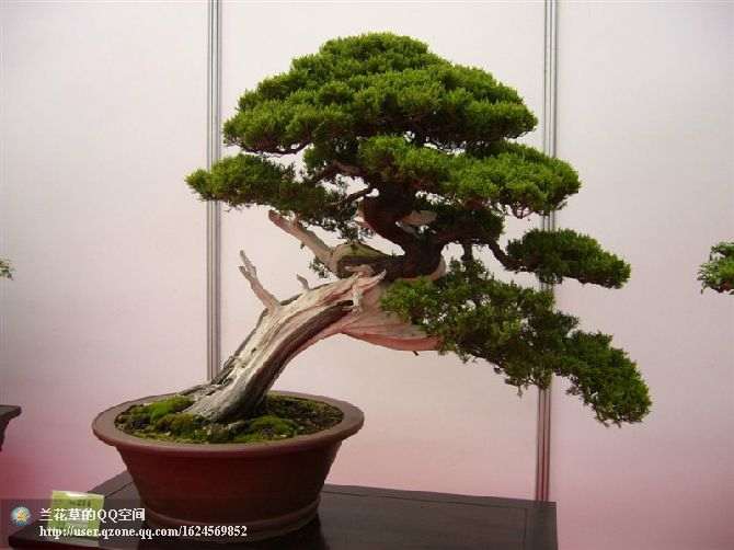 松柏盆景在春季进行修剪最好